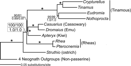 A phylogenetic tree of some large birds